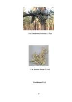 Referāts 'Gaisa tīrības pakāpes noteikšana Vangažos pēc ķērpju daudzveidības', 29.