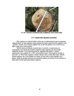 Diplomdarbs 'Harvestera ražīgumu ietekmējošo faktoru izpēte sausieņu tipos, iespējamie risinā', 29.