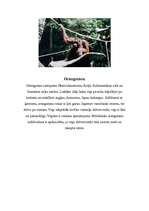 Konspekts 'Cilvēkveidīgie pērtiķi jeb primāti', 3.