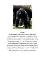 Konspekts 'Cilvēkveidīgie pērtiķi jeb primāti', 5.