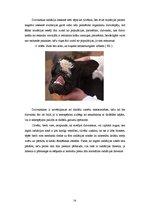 Referāts 'Černobiļas AES katastrofas ietekme', 14.