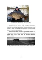 Referāts 'Černobiļas AES katastrofas ietekme', 15.