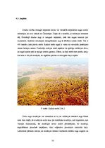 Referāts 'Černobiļas AES katastrofas ietekme', 16.