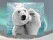 Prezentācija 'Polar Bears', 9.