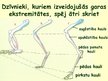 Prezentācija 'Zīdītāju skelets', 7.