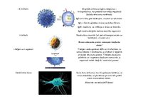 Prezentācija 'Baltās asins šūnas - to nozīme un funkcijas organismā', 2.