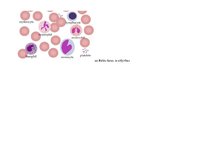 Prezentācija 'Baltās asins šūnas - to nozīme un funkcijas organismā', 4.