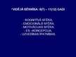 Prezentācija 'Saskarsmes veidošanas pamatprincipi atbilstoši bērna psihofizioloģiskajām un psi', 9.