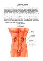 Konspekts 'Urīnorgānu sistēma', 1.
