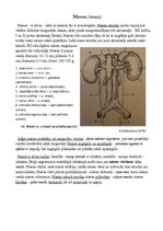 Konspekts 'Urīnorgānu sistēma', 2.