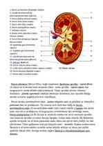 Konspekts 'Urīnorgānu sistēma', 3.