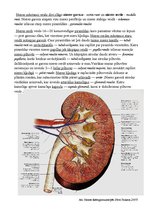 Konspekts 'Urīnorgānu sistēma', 4.