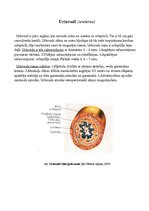 Konspekts 'Urīnorgānu sistēma', 7.