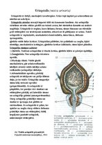 Konspekts 'Urīnorgānu sistēma', 8.