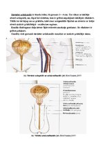 Konspekts 'Urīnorgānu sistēma', 10.