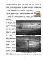 Diplomdarbs 'Eksperts, tā tiesiskais regulējums Latvijā', 93.