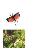 Konspekts 'Parkšķis jeb sarkanspārnu sisenis', 2.