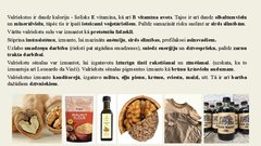 Prezentācija 'Lazdas, valrieksti, u.c. riekstaugi', 8.