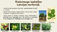 Prezentācija 'Lazdas, valrieksti, u.c. riekstaugi', 10.