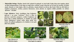 Prezentācija 'Lazdas, valrieksti, u.c. riekstaugi', 14.