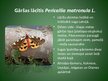 Prezentācija 'Latvijā aizsargājamo kukaiņu sugas', 6.