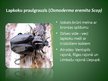 Prezentācija 'Latvijā aizsargājamo kukaiņu sugas', 7.