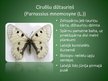 Prezentācija 'Latvijā aizsargājamo kukaiņu sugas', 12.