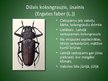 Prezentācija 'Latvijā aizsargājamo kukaiņu sugas', 13.