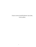 Referāts 'Ceļojuma maršruta izstrāde uz Riodežaneiro: tirgus izpēte, izmaksu aprēķins', 1.