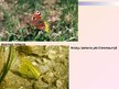 Prezentācija 'Tauriņi jeb zvīņspārņi', 5.