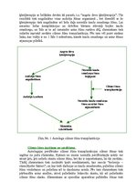 Referāts 'Cilmes šūnu pētījumi un to pielietošanas perspektīvas medicīnā', 8.