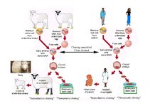 Referāts 'Cilmes šūnu pētījumi un to pielietošanas perspektīvas medicīnā', 11.