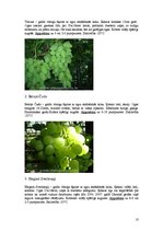 Biznesa plāns 'Vīnogu un vīnkoku stādu audzēšana', 10.