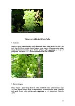 Biznesa plāns 'Vīnogu un vīnkoku stādu audzēšana', 11.