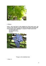 Biznesa plāns 'Vīnogu un vīnkoku stādu audzēšana', 12.