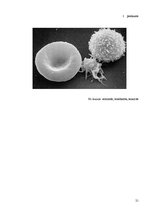 Referāts 'Asinsgrupa - cilvēka dzīvesveida noteicēja', 21.