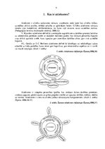 Referāts 'Attieksmju veidi un to raksturojums', 4.