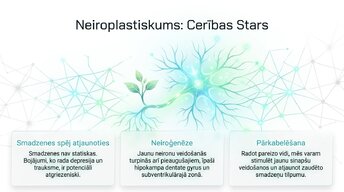 Prezentācija 'Depresija, trauksme un smadzeņu neiroplastiskums', 9.