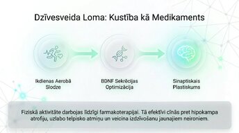 Prezentācija 'Depresija, trauksme un smadzeņu neiroplastiskums', 11.