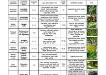 Konspekts 'Daiļdārzkopība', 6.