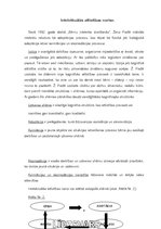 Referāts 'Žana Piažē intelekta attīstības teorija', 4.