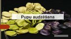 Prezentācija 'Pupas', 1.