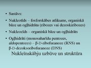 Prezentācija 'Nukleīnskābes', 6.