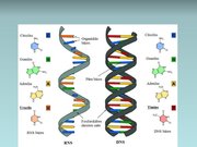 Prezentācija 'Nukleīnskābes', 8.