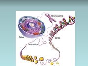 Prezentācija 'Nukleīnskābes', 11.