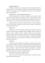 Prakses atskaite 'Prakses atskaite a/s "Hansabanka"', 24.