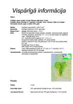 Referāts 'Kuldīga', 4.