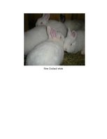 Referāts 'Rabbit Farming', 8.