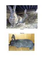 Referāts 'Rabbit Farming', 9.