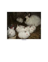 Referāts 'Rabbit Farming', 10.